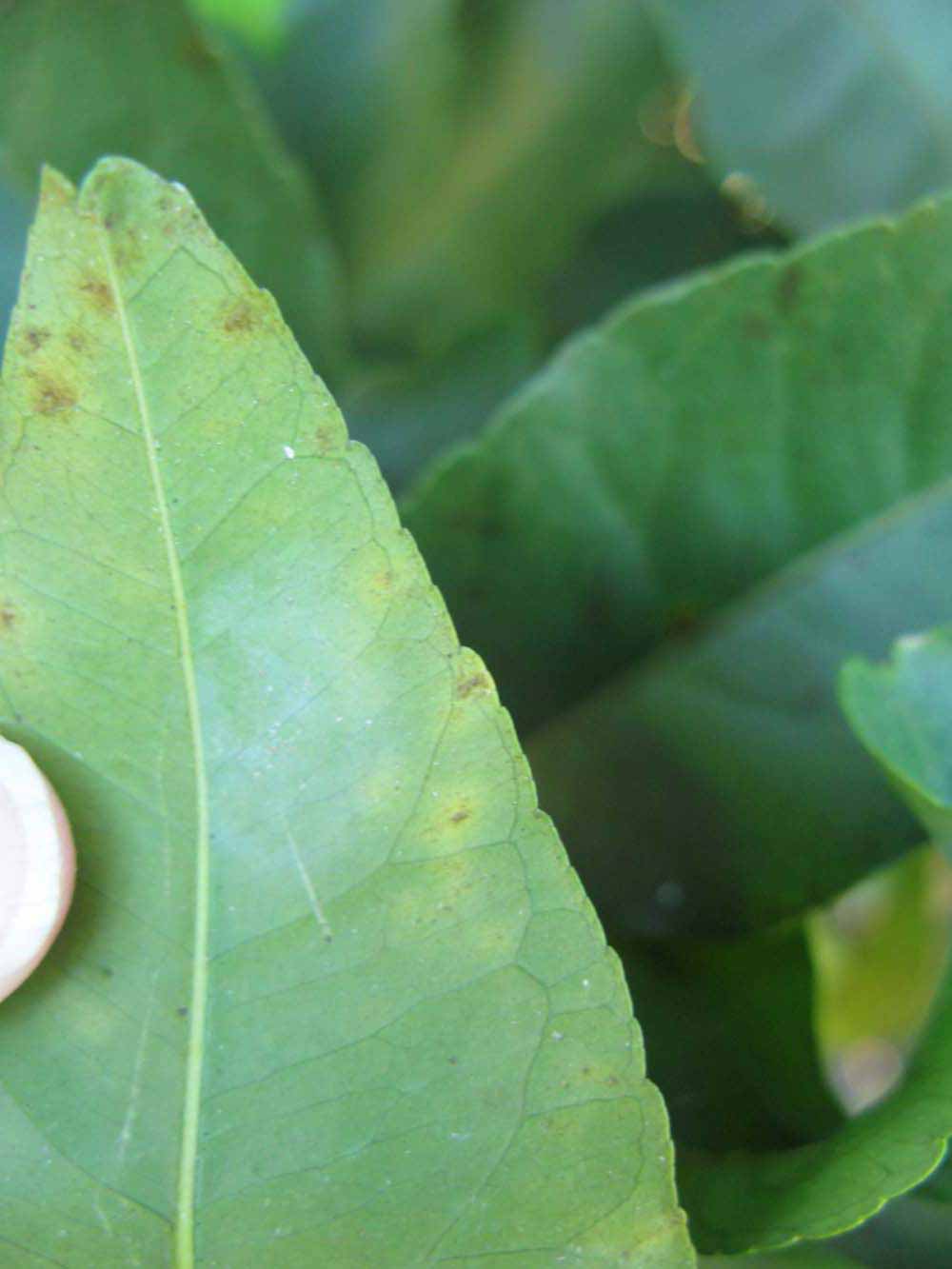            Margin (Bearss, Winter Haven, FL)   